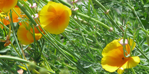 flower3