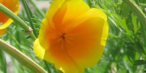 flower5